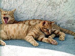 Gatti (172)